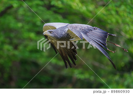 肉食の鳥の写真素材