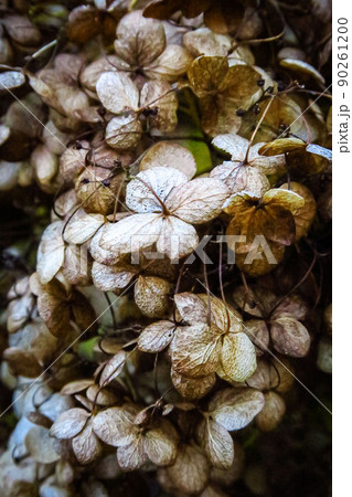 冬枯れのアジサイの写真素材