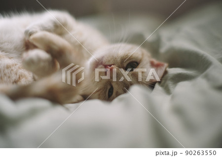 寝る 猫 動物 丸くなるの写真素材