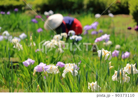 花摘み 町田 薬師池公園 花菖蒲の写真素材