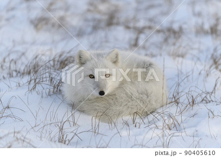 ツンドラ気候の写真素材