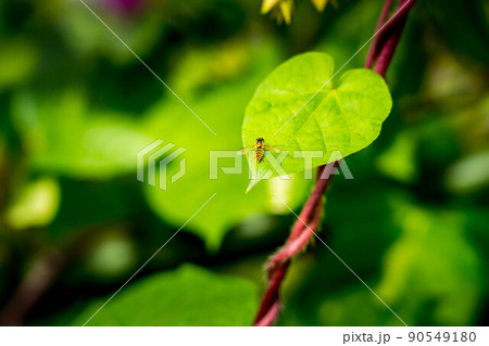 アサガオ 朝顔 あさがお 葉脈の写真素材