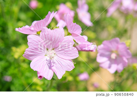 ムスク 花の写真素材