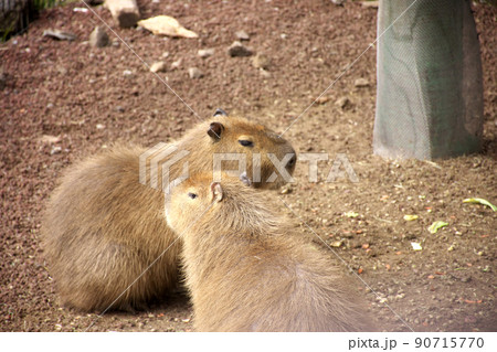 カピバラ オニテンジクネズミ 最大 鬼天竺鼠の写真素材 - PIXTA