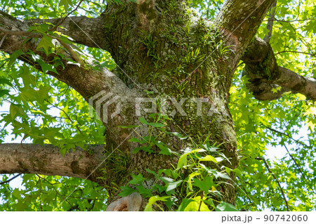 樹皮 木肌 幹肌 模様 木 幹の写真素材