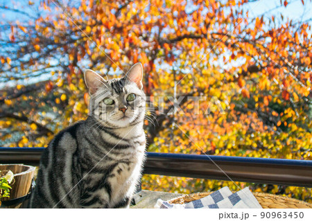 猫と紅葉の写真素材 - PIXTA