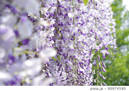 藤の木 植物の写真素材