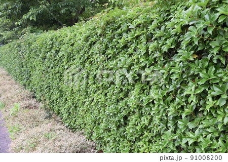 ヒイラギモクセイ 生垣 常緑樹 モクセイ科の写真素材