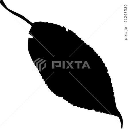 단풍/단풍나무 Png들 - Pixta