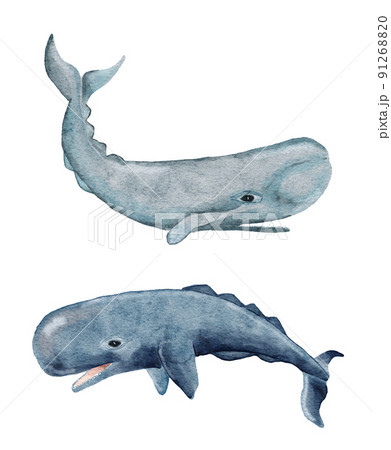 マッコウクジラのイラスト素材