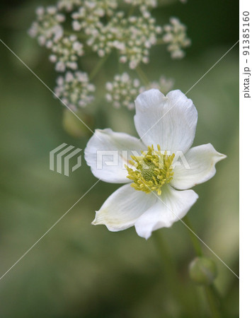 白いアネモネの写真素材