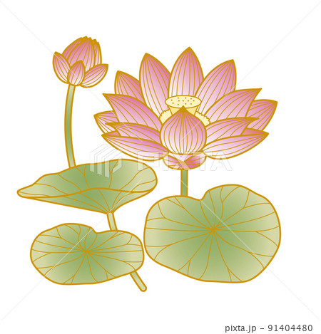 金蓮花のイラスト素材