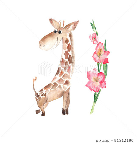 花 グラジオラス イラスト 水彩の写真素材