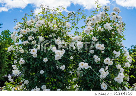 薔薇 シンデレラ 白色 花の写真素材