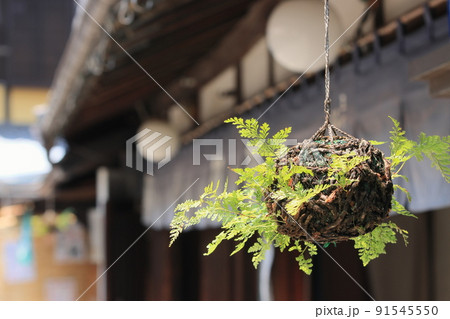 つりしのぶ 花の写真素材