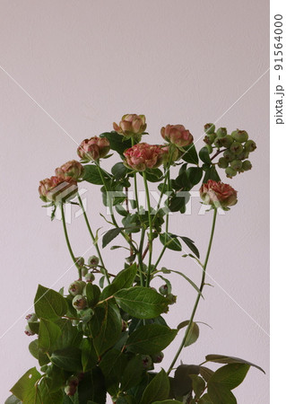 ラディッシュ 花 薔薇 植物の写真素材