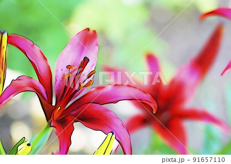 ヒメユリのイラスト素材