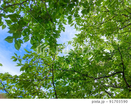 自然の恵み：新緑の緑と青い空