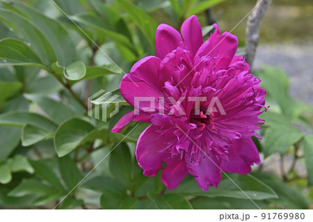 立てば芍薬座れば牡丹歩く姿は百合の花の写真素材 - PIXTA