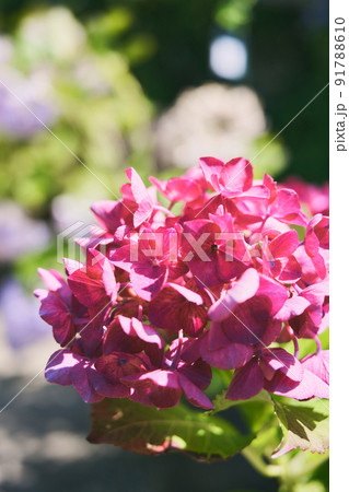 紫陽花 パリジェンヌ 花 植物の写真素材