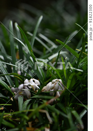 リュウノヒゲ 花の写真素材