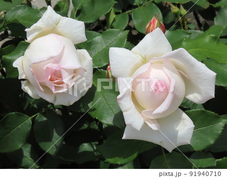 薫乃 バラの写真素材