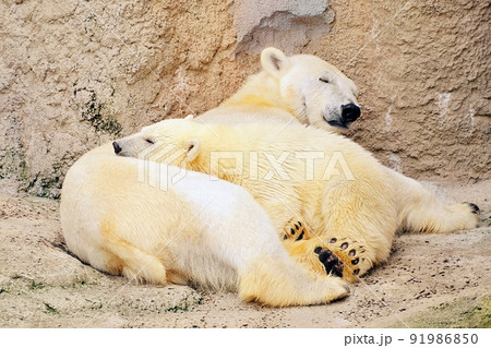 シロクマ親子の写真素材 - PIXTA