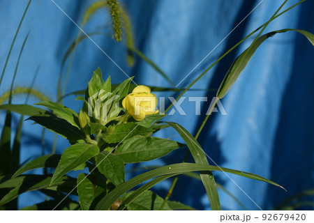 花弁4枚の写真素材