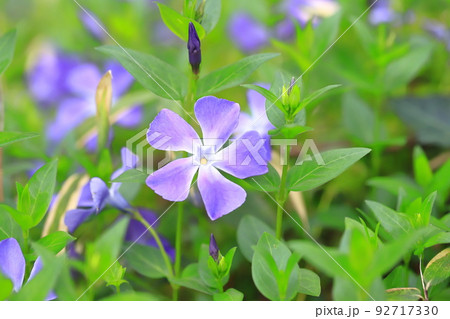 紫色のつる花の写真素材
