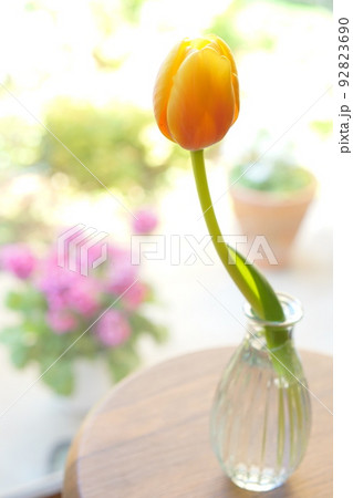 一輪 花 チューリップ 花瓶の写真素材 - PIXTA