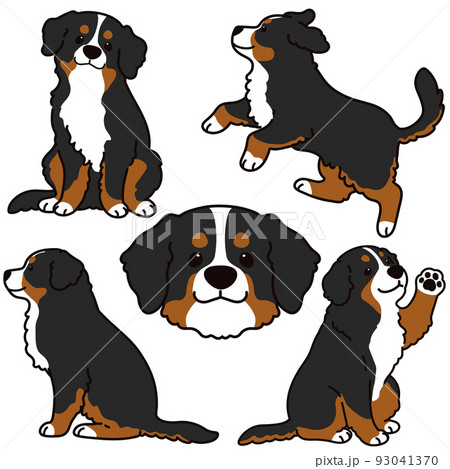 バーニーズ マウンテン ドッグのイラスト素材