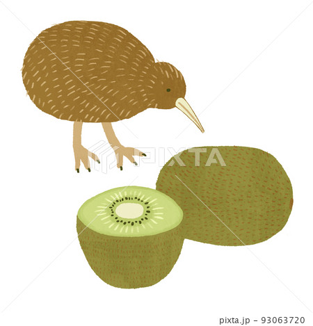 キーウィ 鳥 白背景 かわいいのイラスト素材