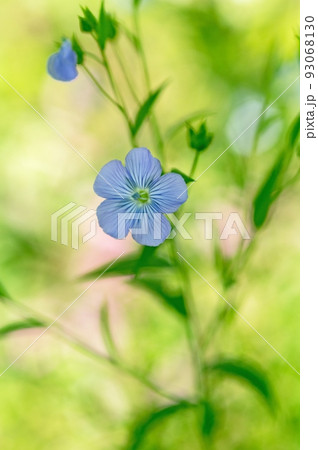 アマニ 花 あまの写真素材