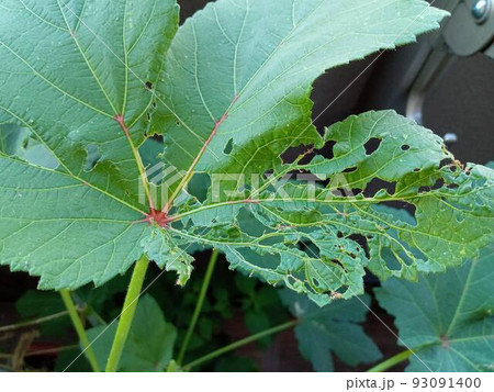 オクラ 害虫の写真素材
