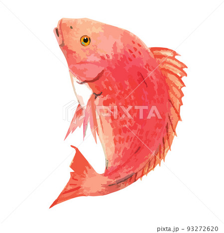 鯛 真鯛 魚 縁起物のイラスト素材 - PIXTA