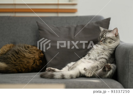 ぐうたら猫の写真素材 - PIXTA