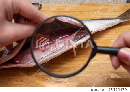 寄生虫 食材 魚 アニサキスの写真素材