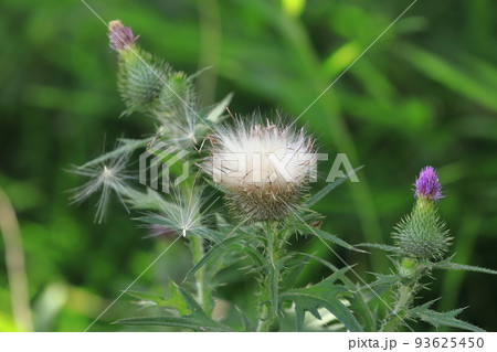 綿毛 植物 種子 アザミの種子の写真素材