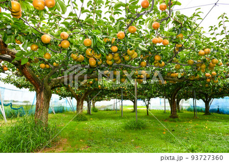 たわわに実った果樹園の梨