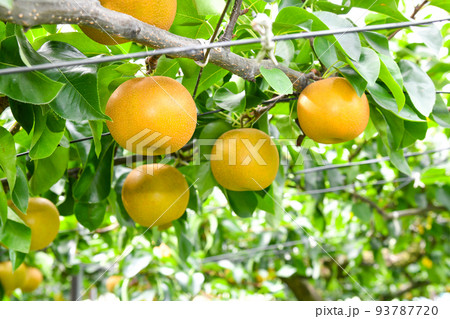 たわわに実った果樹園の梨