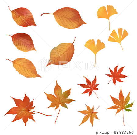 イチョウ もみじのイラスト素材