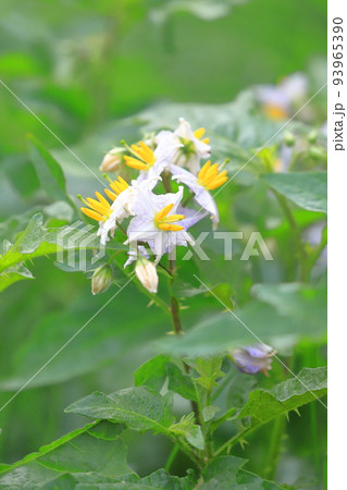 ワルナスの写真素材