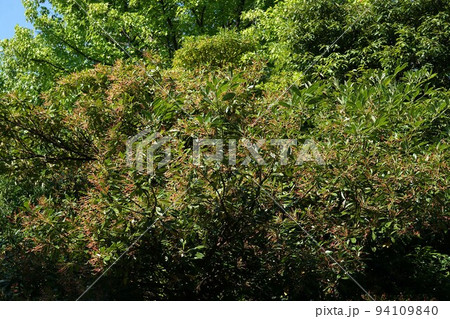 楠の実の写真素材 - PIXTA