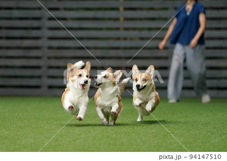 走るコーギーの写真素材 走るコーギーの写真素材