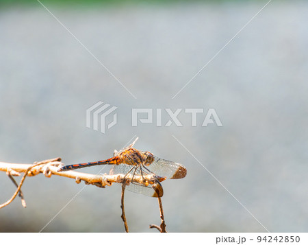 赤とんぼの写真素材