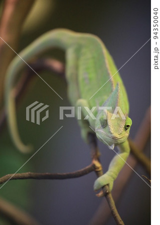 カメレオン 正面 爬虫類の写真素材