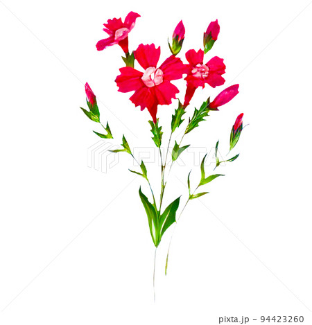 なでしこ　オリジナル水彩画 水彩色鉛筆画 花 撫子 ナデシコ - メルカリ