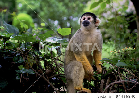 さる サル 猿 種類の写真素材