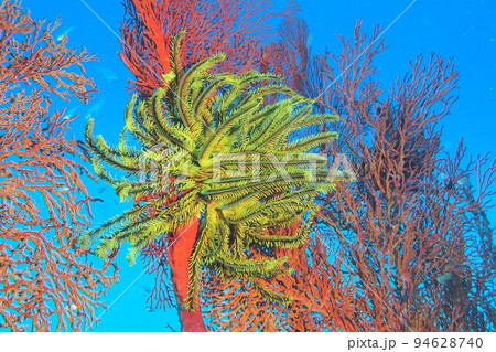 天然記念物リュウキュウイソバナ珊瑚 天然記念物リュウキュウイソバナ珊瑚