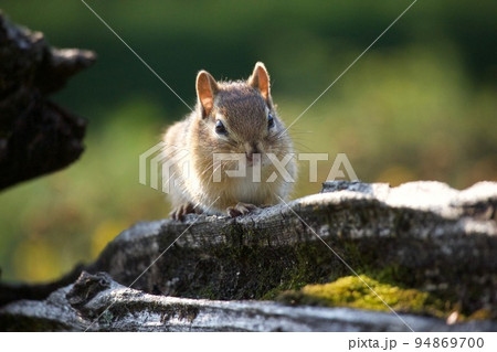 リス シマリス 小動物 正面の写真素材 リス シマリス 小動物 正面の写真素材